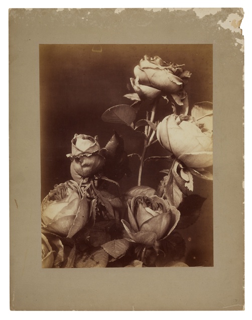 A black-and-white photograph shows a bouqet of mixed roses at various stages of decay against a dark backdrop.