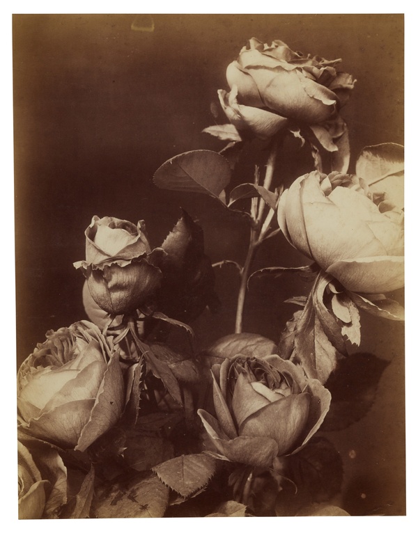 A black-and-white photograph shows a bouqet of mixed roses at various stages of decay against a dark backdrop.